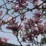 03 Magnolien sind herrliche Frühlingsboten und der Tag passt so richtig dazu!