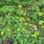 07_und vorbei an jungen Frühlingsblumen 07_und vorbei an jungen Frühlingsblumen