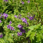 16 Sind diese Blümchen nicht schön 16 Sind diese Blümchen nicht schön