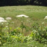10 Das waren die einzigen Blumen heute auf der Wanderung