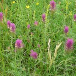 11 Diese Blumenpracht ist schon toll
