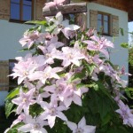 12 Ist sie nicht herrlich die Clematis